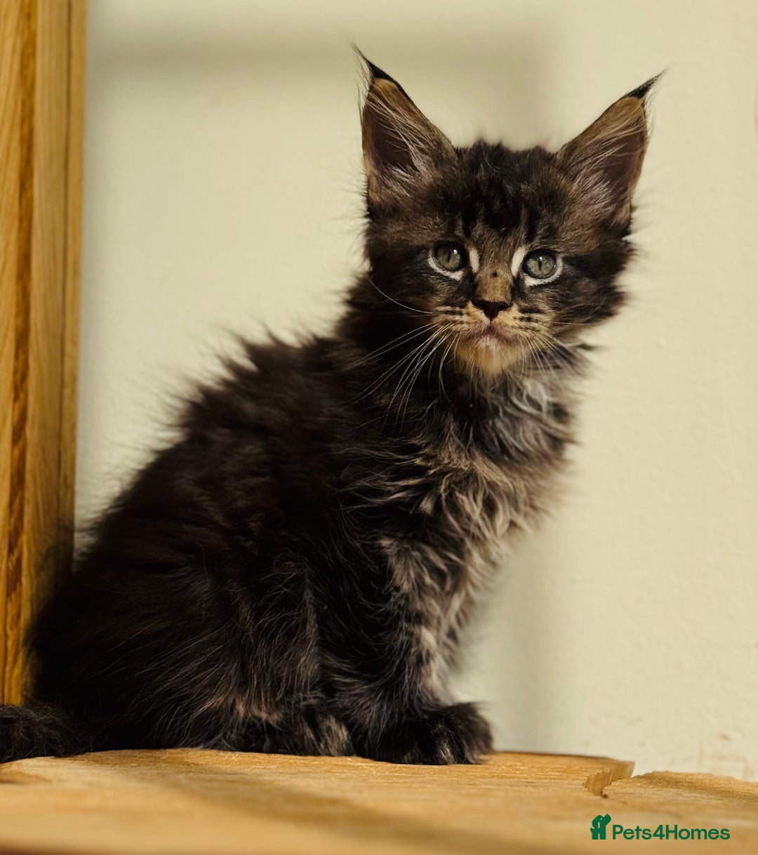Maine Coon cats for sale: Beautiful pure bread Maine Coon kittens - Image 18