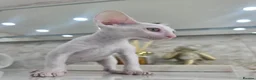 Cornish Rex cats for sale: Cornish Rex  - Advert 4