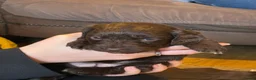 Mixed Breed dogs for sale: Spratterpoo Pups - Advert 3