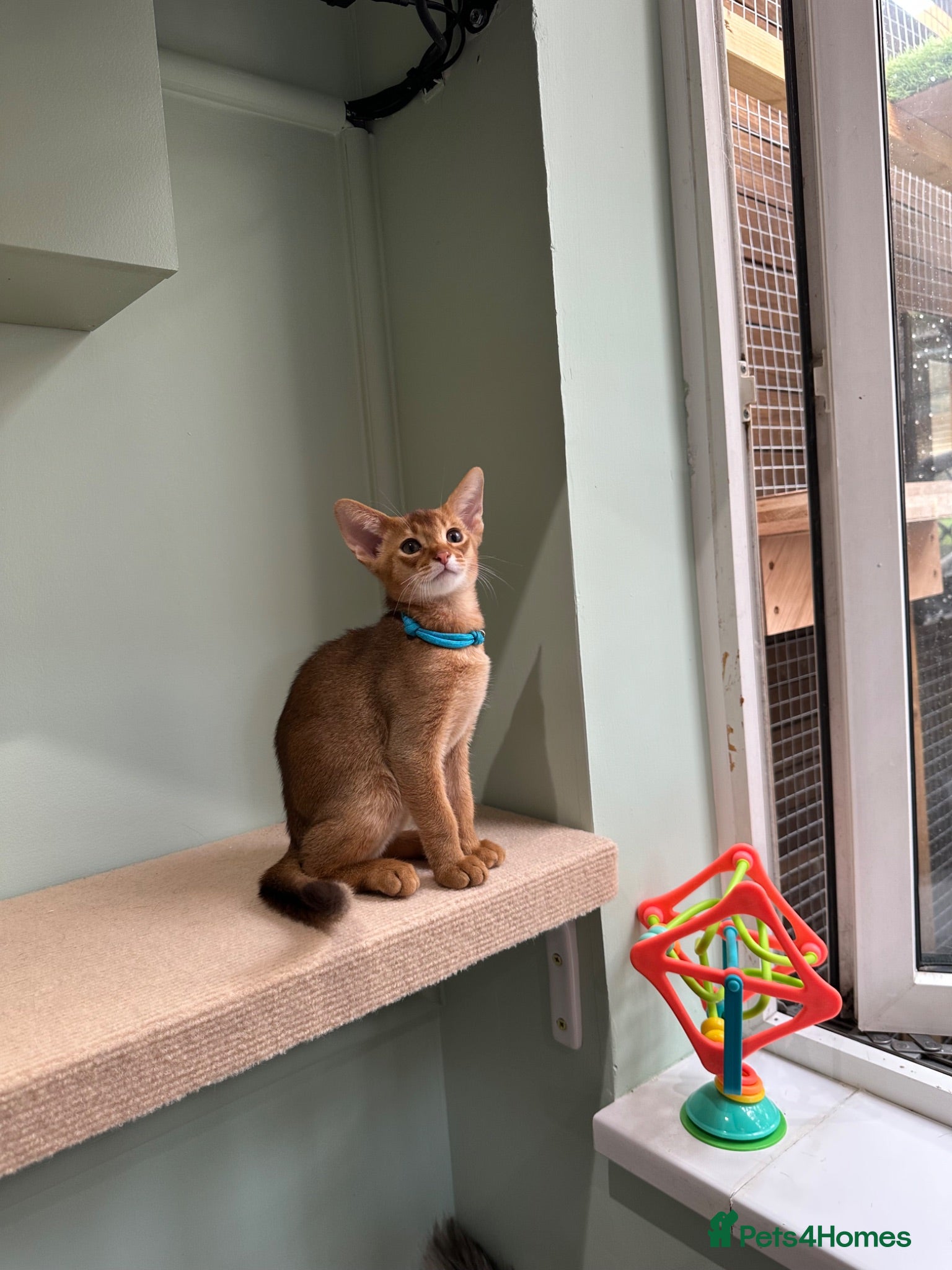 Abyssinian cats Abyssinian kittens Last one boy ready to go🌟🌟🌟 - Advert 14