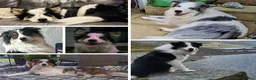 Border Collie dogs for sale: Merle Blue Eye Border Collie Pups - KC Registered - Advert 6