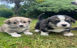 Welsh Corgi Pembroke dogs for sale: KC Registered Cuties! Pembrokeshire Corgi Puppies - Image 11