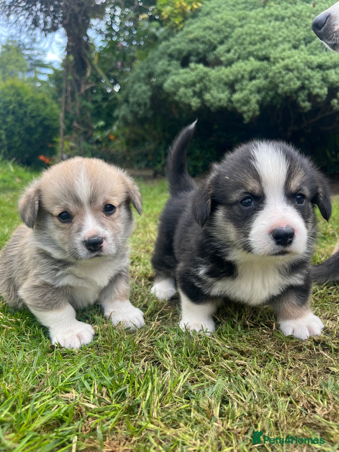 Welsh Corgi Pembroke dogs for sale: KC Registered Cuties! Pembrokeshire Corgi Puppies - Image 11