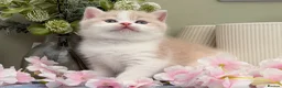 British Shorthair cats for sale: Stunning British Shorthair kittens  - Advert 12