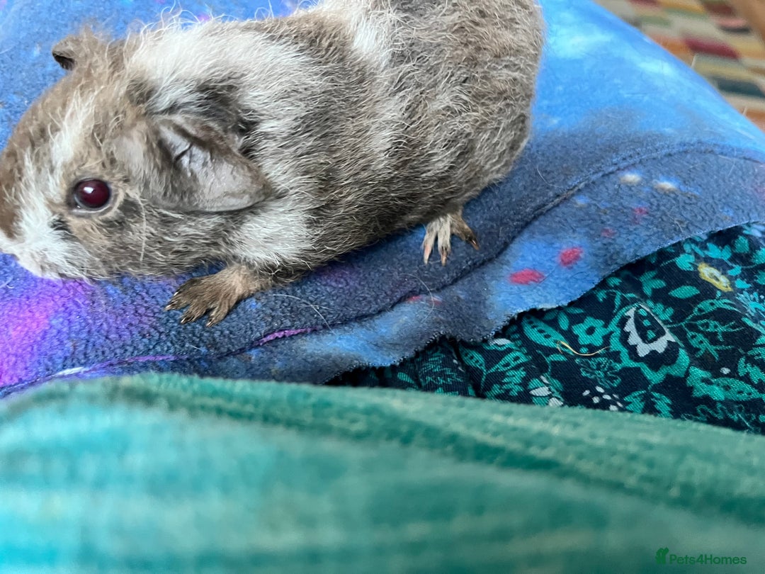 Guinea Pig rodents for sale: Lakeland Werewolf Skinny baby guinea pigs - Image 3
