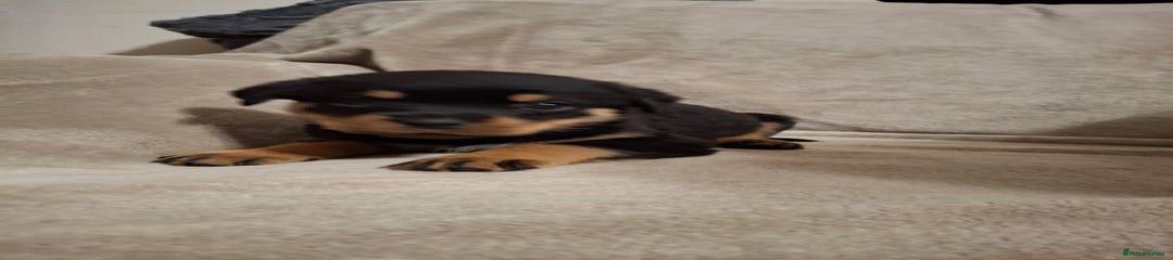 Rottweiler Puppy 10