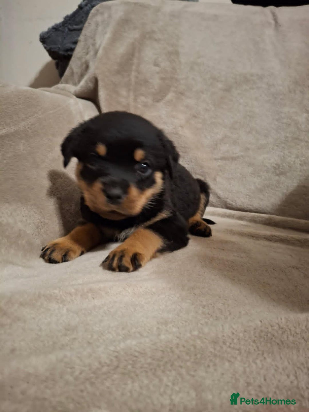 Rottweiler dogs for sale:  Beautiful Chunky Rottweiler puppies  - Image 10