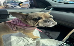 Mixed Breed dogs for sale: French bulldog - Image 1