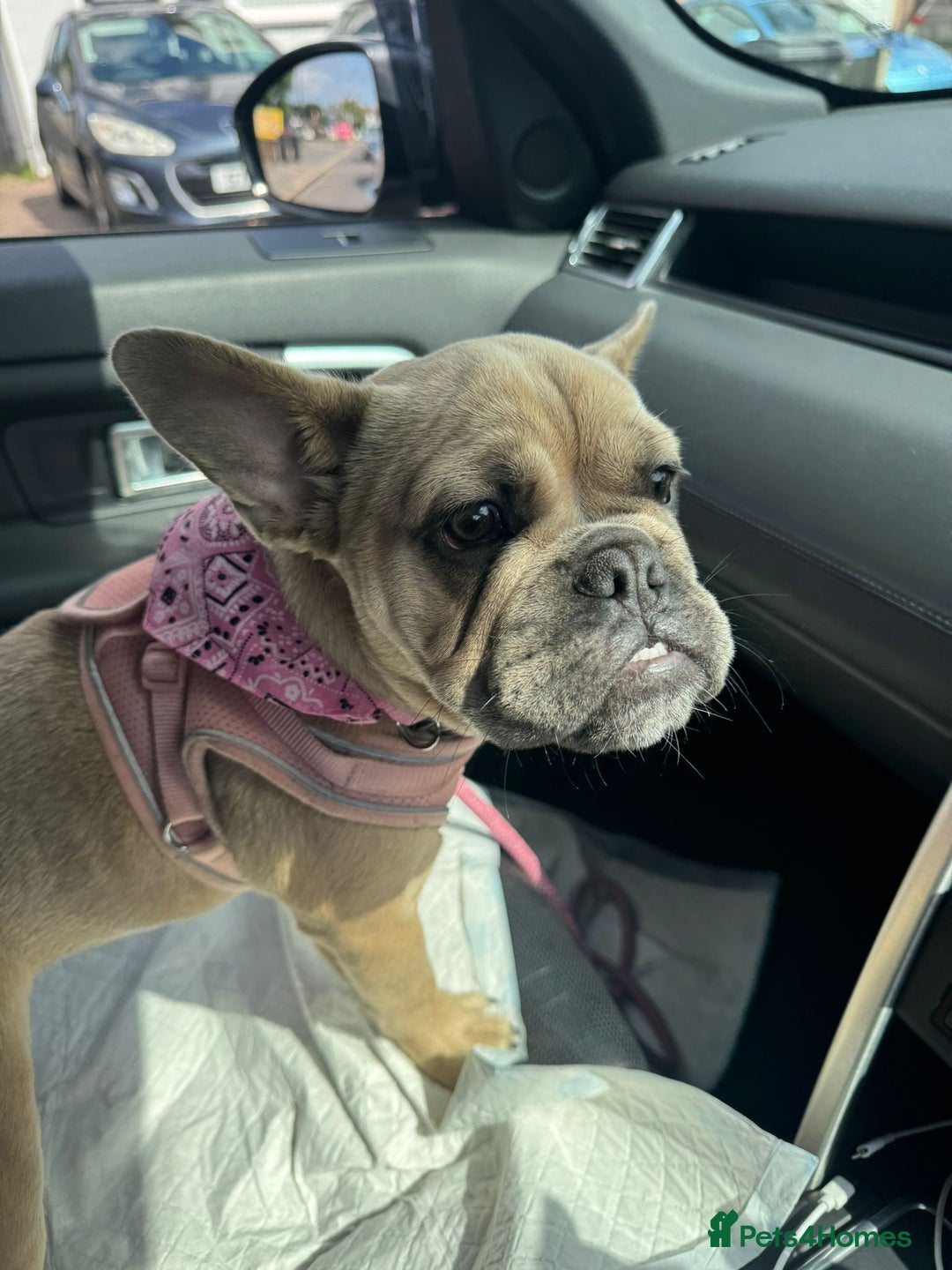 Mixed Breed dogs for sale: French bulldog - Image 1
