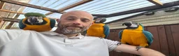 Macaws birds for sale: A pair of Blue and gold macaws  - Advert 2