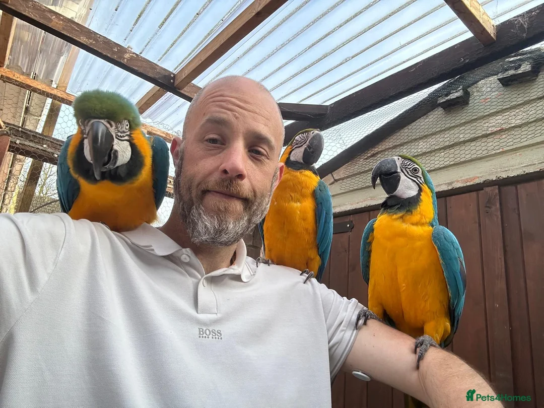Macaws birds for sale: A pair of Blue and gold macaws  - Advert 2