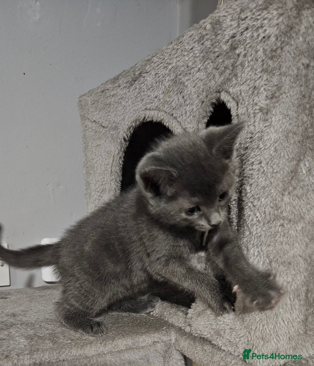 Russian Blue cats for sale: 🐾 last two girls Russian Blue Kittens 🐾 - Advert 20