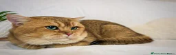 British Shorthair cats for sale: BSH GOLDEN KITTENS - Advert 2