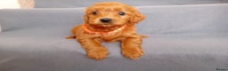 Goldendoodle dogs for sale: Gorgeous F1b Goldendoodles - Advert 11