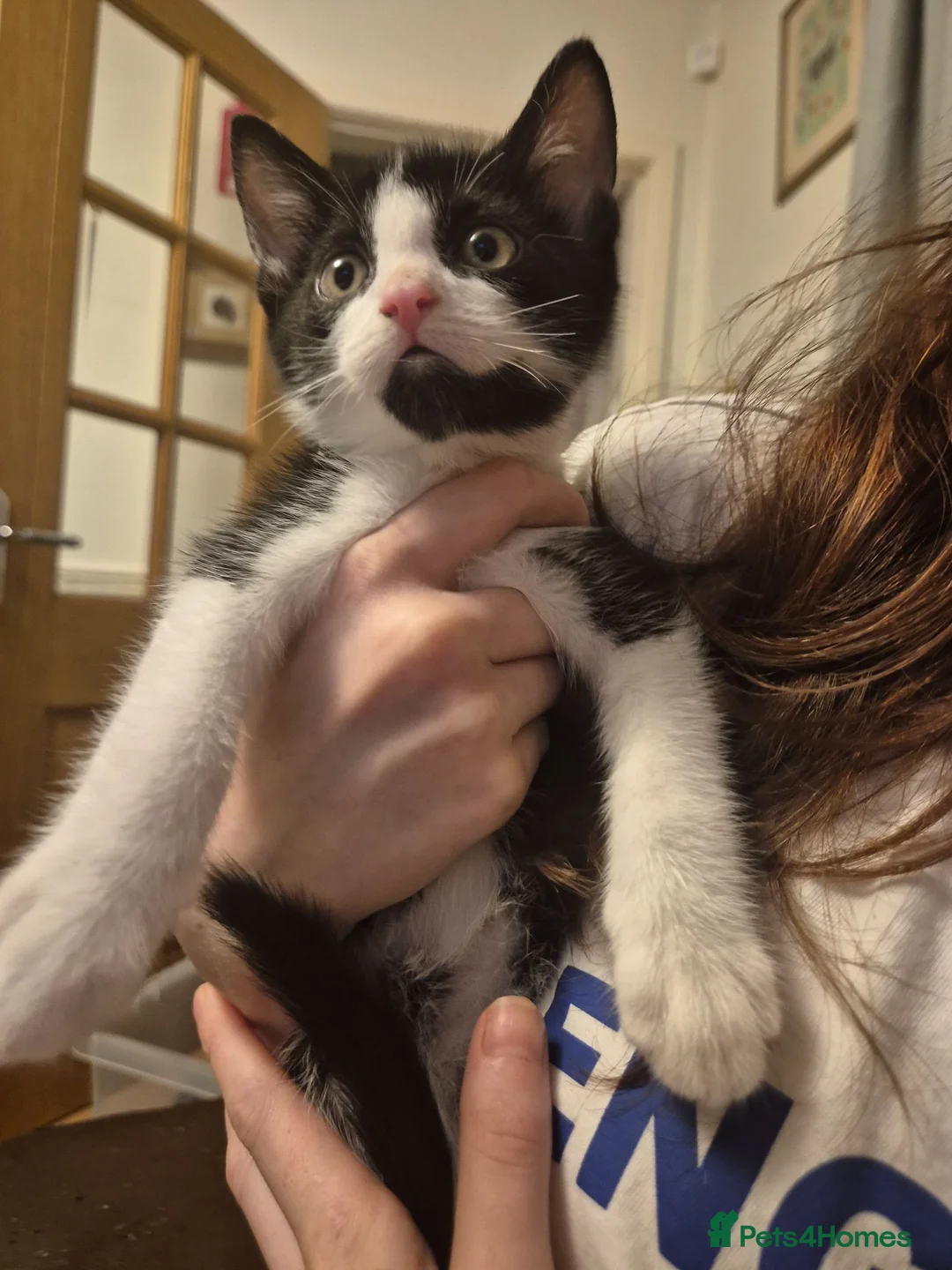 Mixed Breed cats for sale: Beautiful kittens for sale - Advert 1