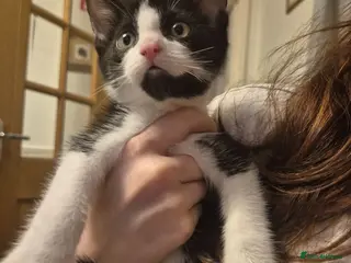 Mixed Breed cats Beautiful kittens for sale - Advert 4