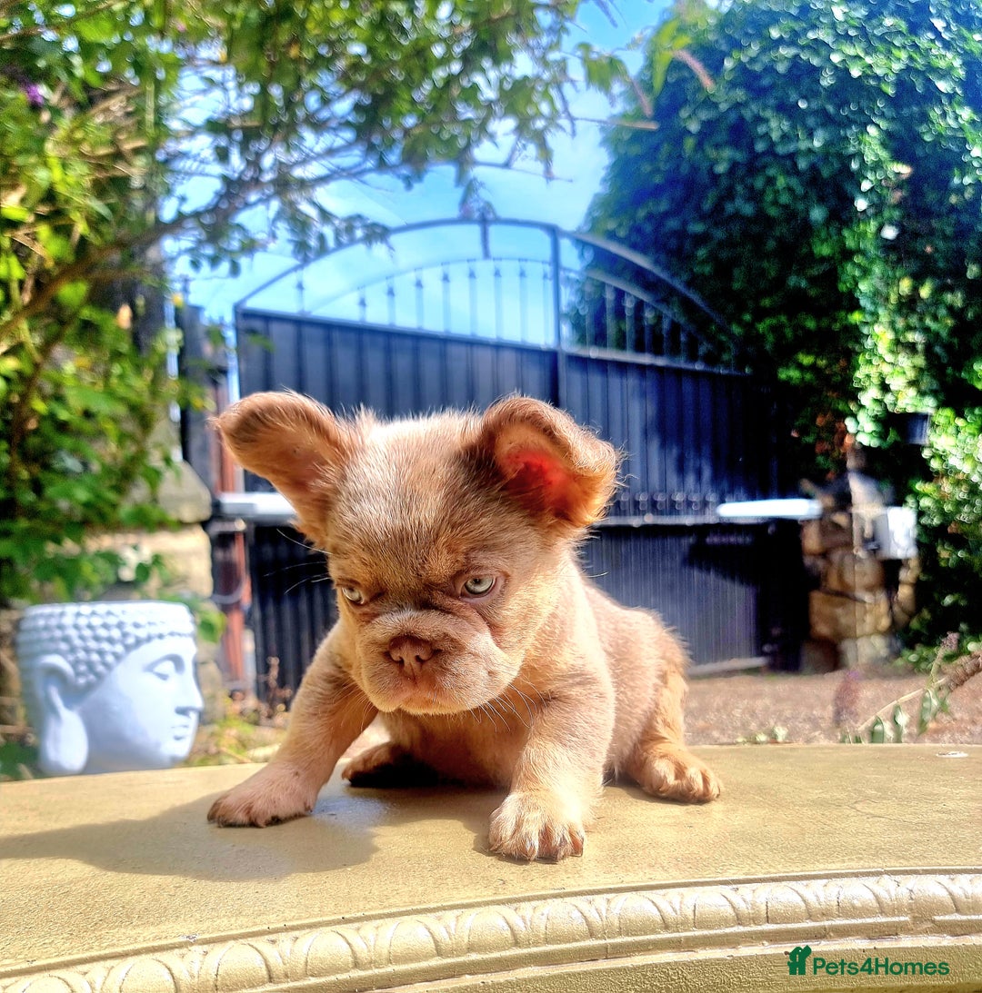 French Bulldog dogs for sale: Beautiful French bulldogs - Image 31