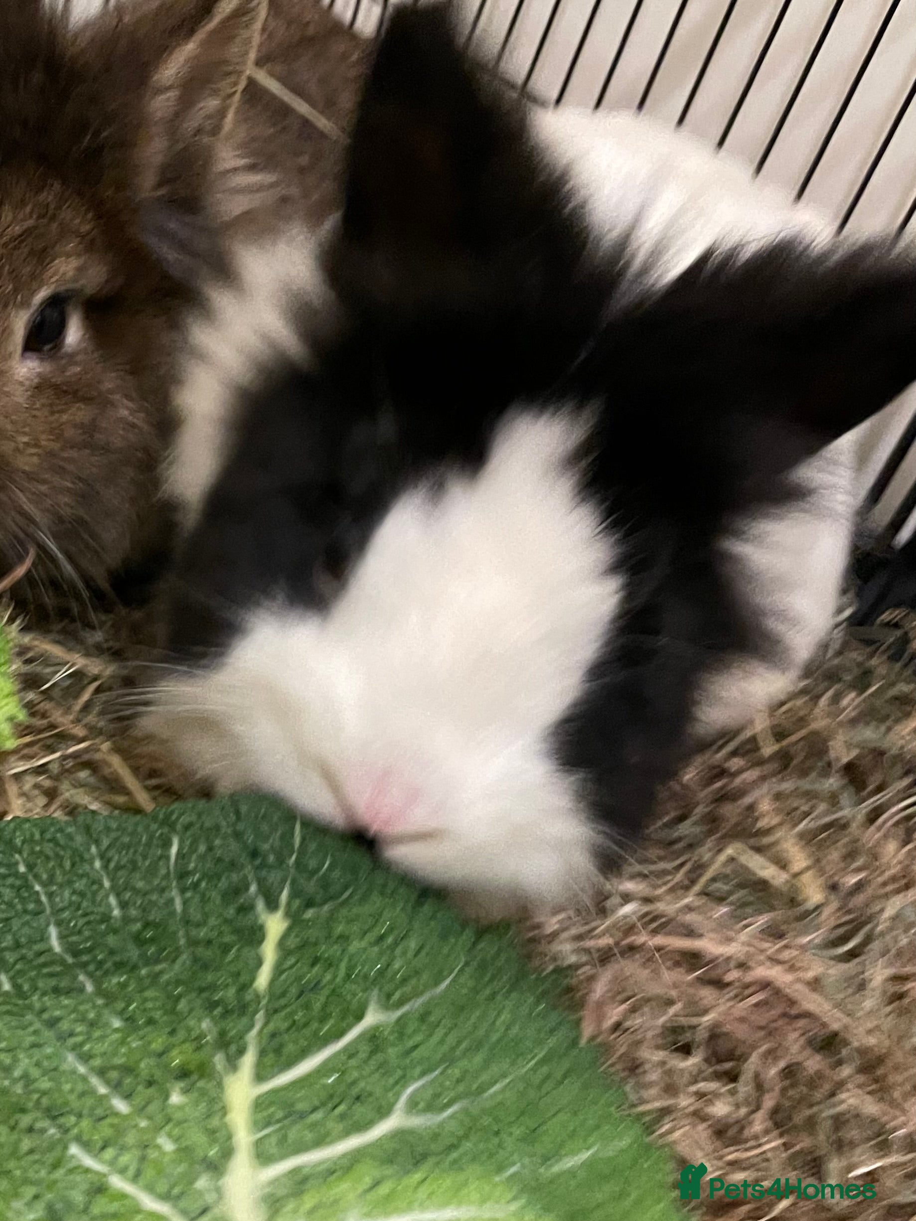 Lionhead rabbits ONLY white and black lion head rabbit. in Chesterfield - Advert 1