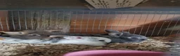 Mixed Breed rabbits for sale: Adorable Baby Rabbits Looking for a Forever Home - Advert 2