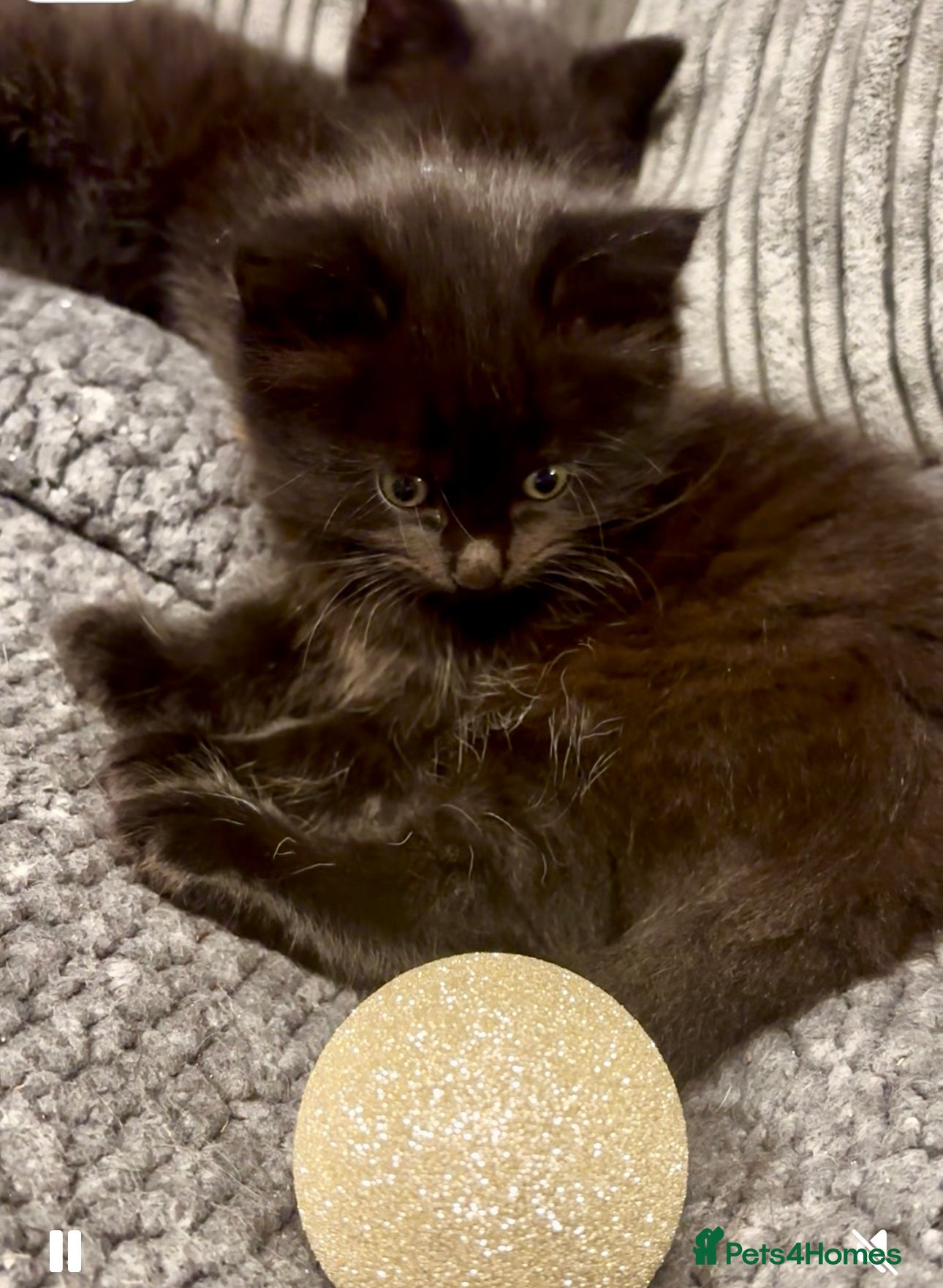 Mixed Breed cats Very fluffy, playful kittens - Advert 2