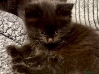 Mixed Breed cats Very fluffy, playful kittens - Advert 2