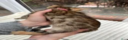 Bengal cats for sale: Pure Bengal Kittens ❤️ready for their new home 🏡  - Advert 18