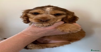 Cocker Spaniel dogs - Advert 16