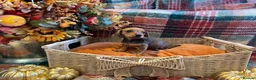 Miniature Dachshund dogs for sale: Red dachshund puppies  - Advert 7