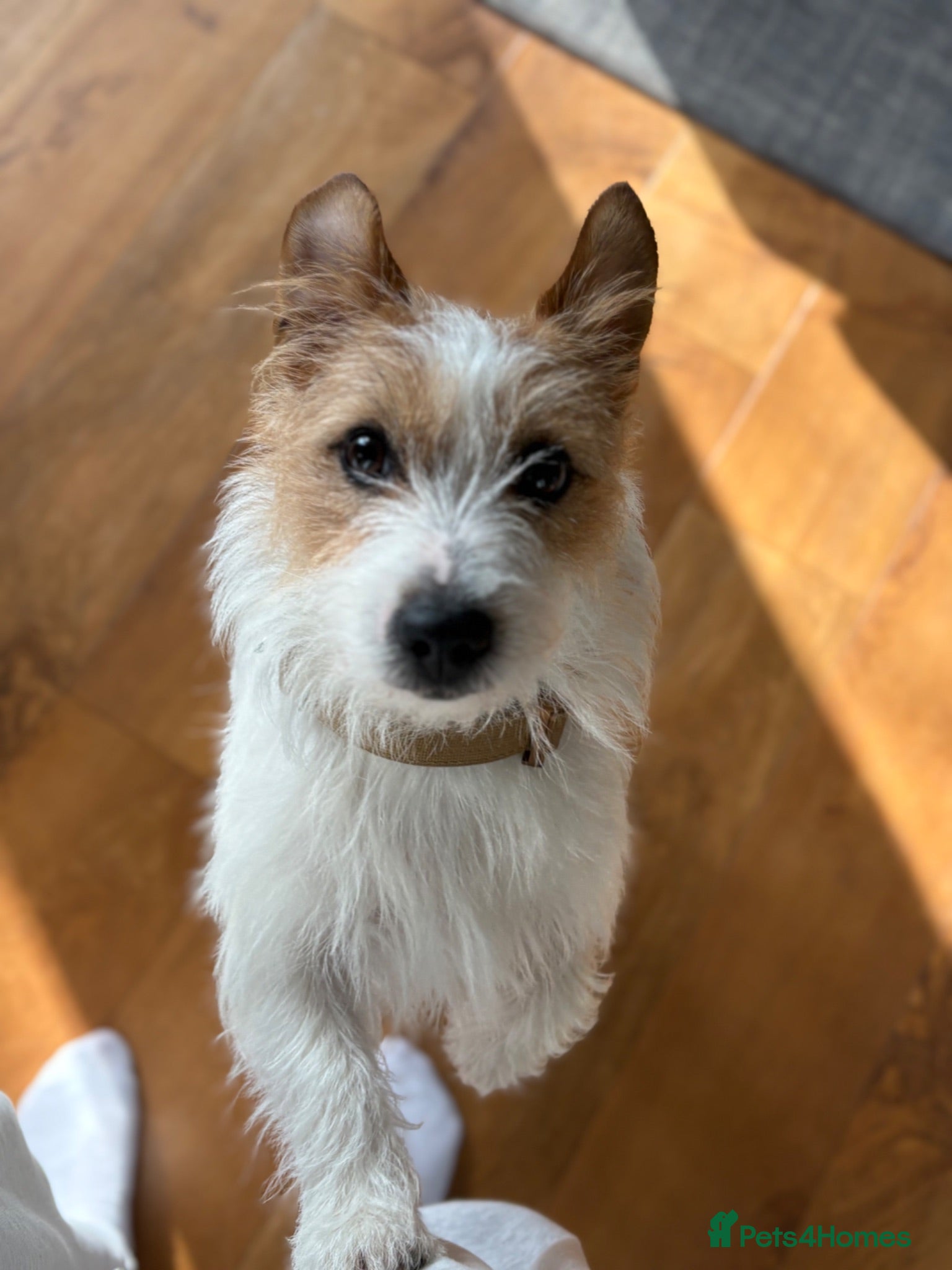 Jack Russell dogs Benji - Advert 1