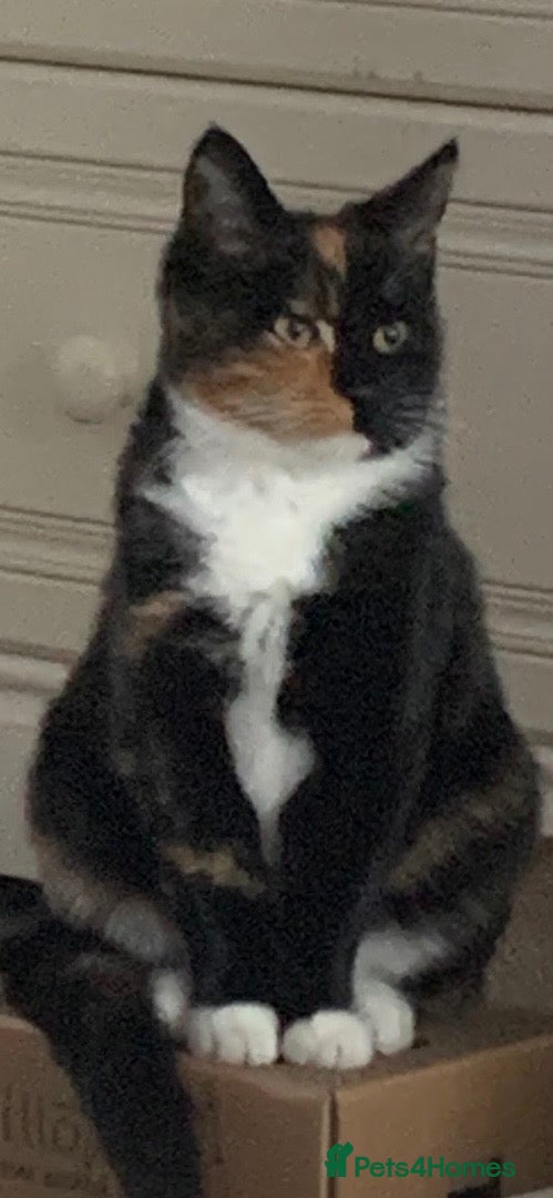 Mixed Breed cats for sale: Female kitten  - Advert 13