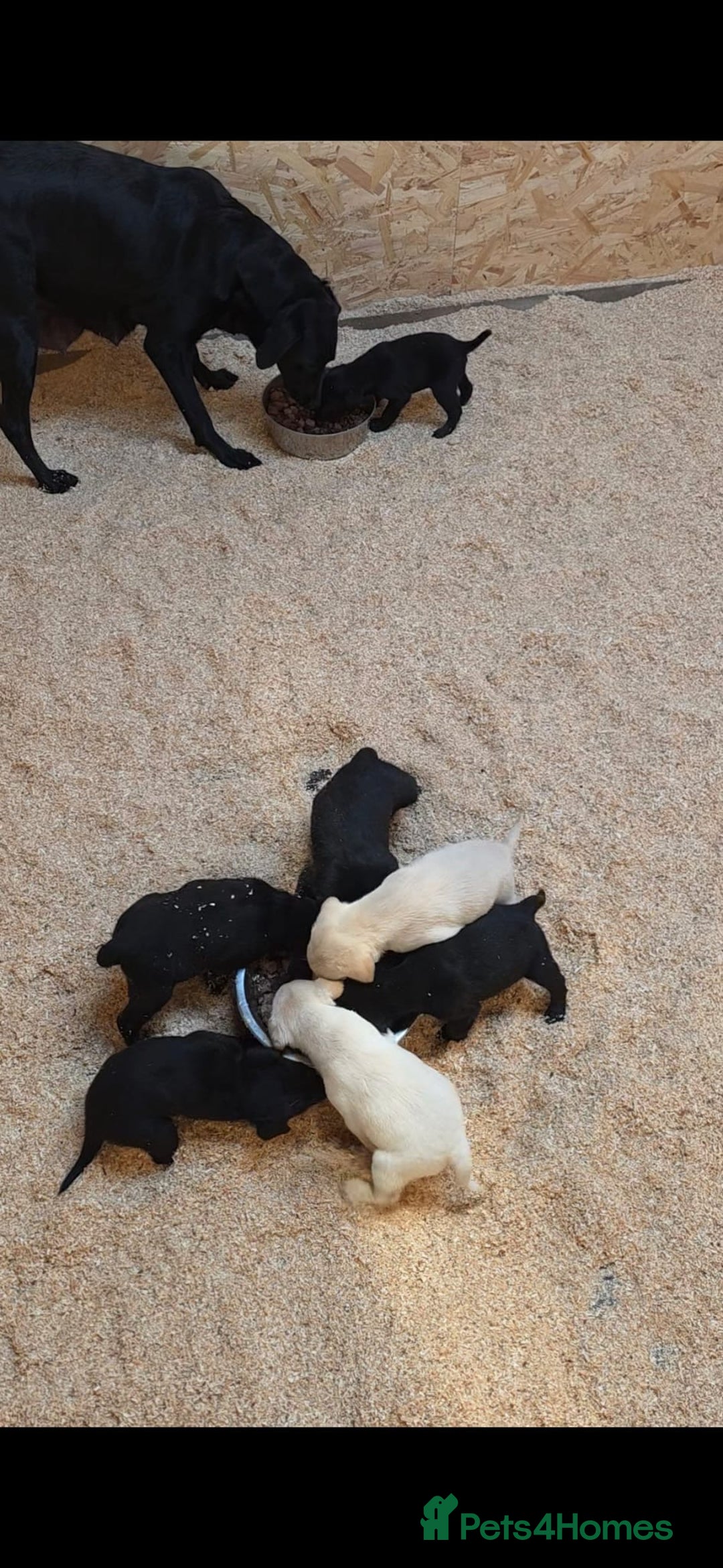 Labrador Retriever dogs for sale: Labrador puppies gold and black boys and girls  - Advert 16