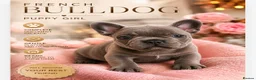 French Bulldog dogs for sale: French bulldogs  Last girl  - Advert 35