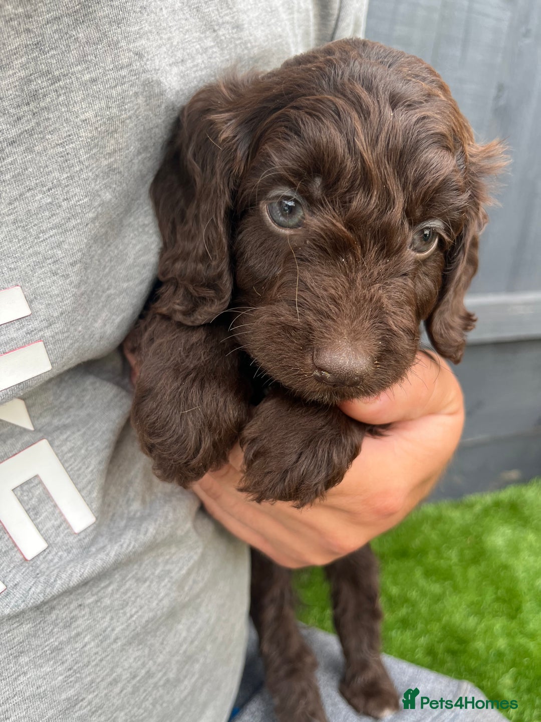 Cockapoo dogs for sale: ⭐️ 7 beautiful cockapoo puppies ⭐️  - Image 8