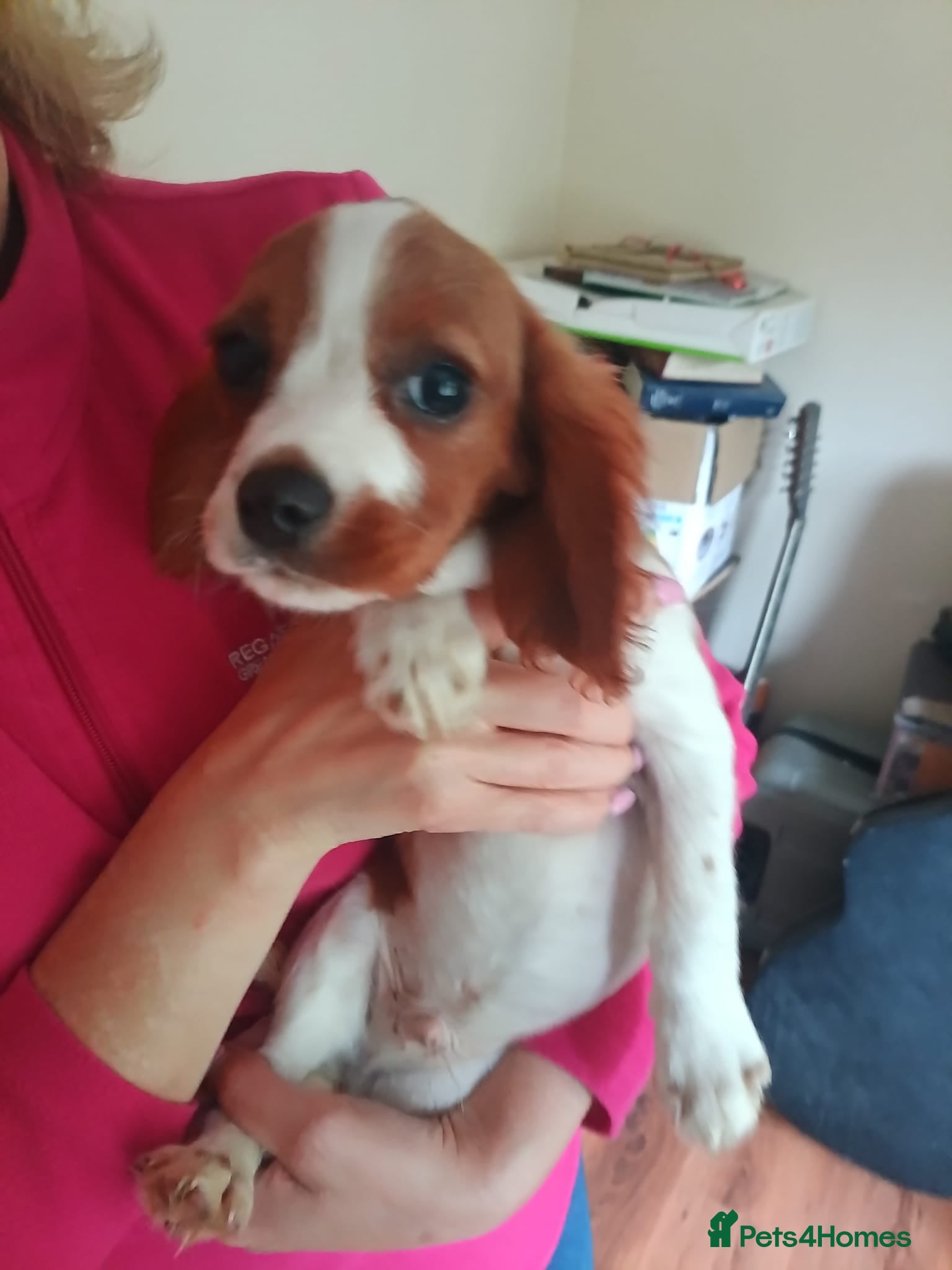 King Charles Spaniel dogs Pure bred king Charles ♥️ - Advert 1
