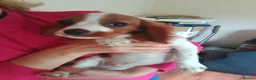 King Charles Spaniel dogs for sale: Pure bred king Charles ♥️ - Advert 1