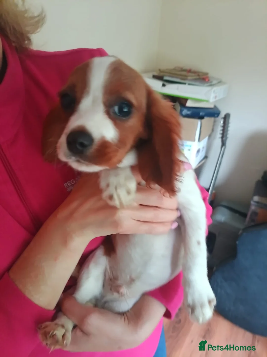 King Charles Spaniel dogs for sale: Pure bred king Charles ♥️ - Advert 1