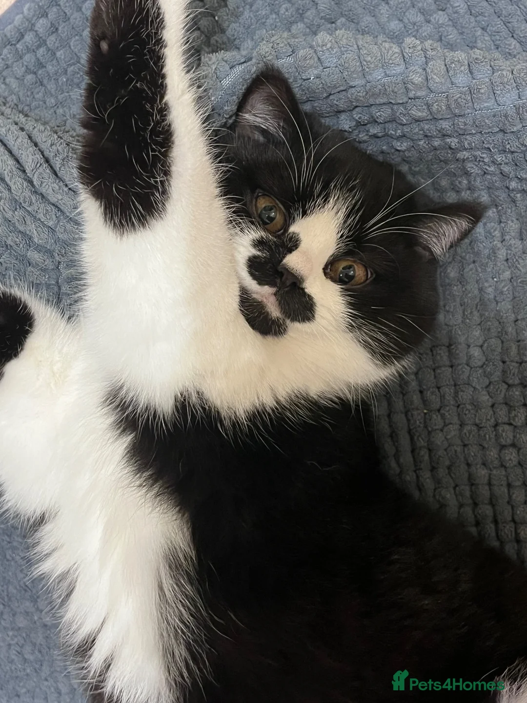 British Shorthair cats for sale: Black and white girl - Advert 1