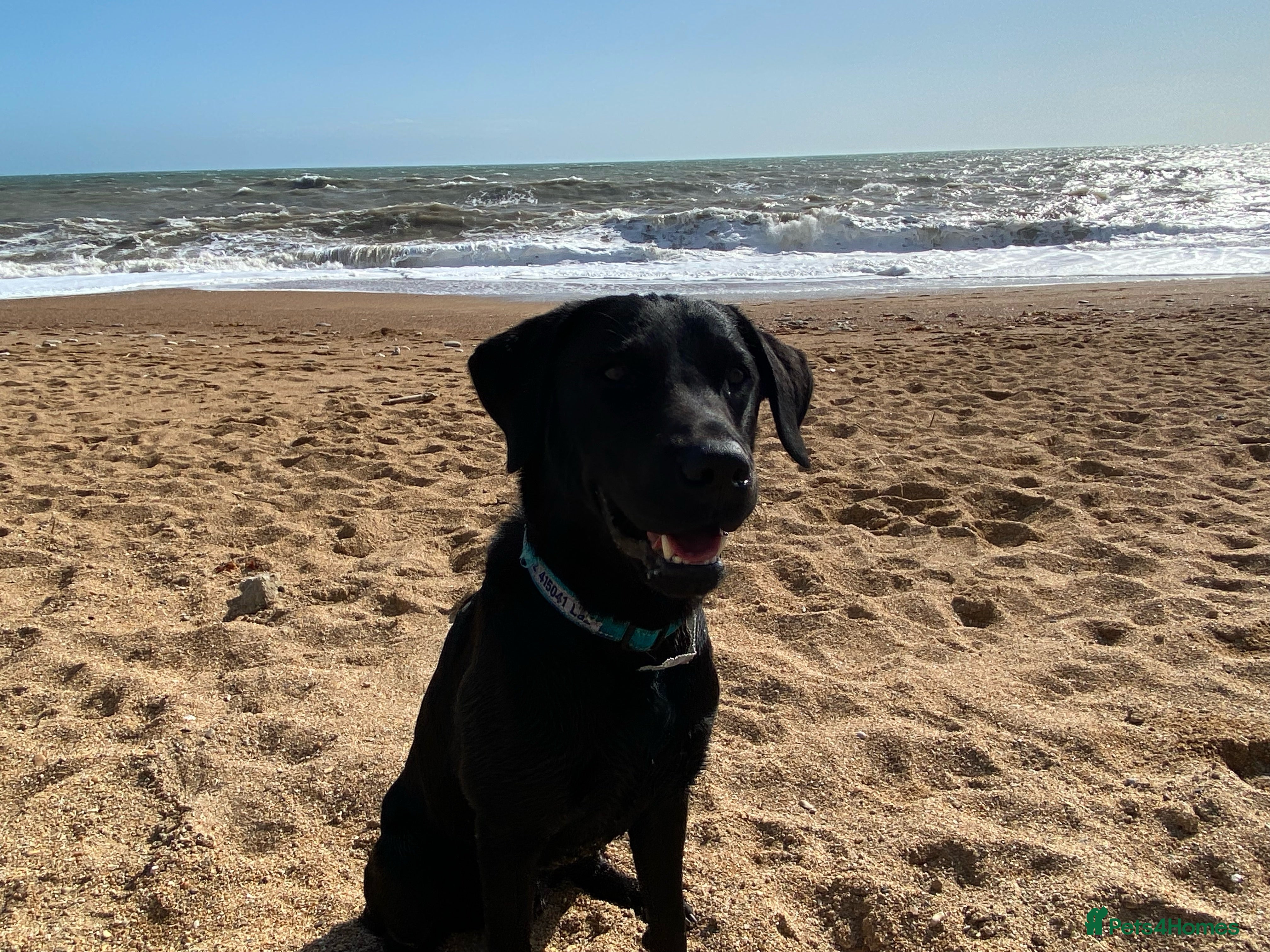 Labrador Retriever dogs Proven KC registered black field lab, for stud in Wirral - Advert 19