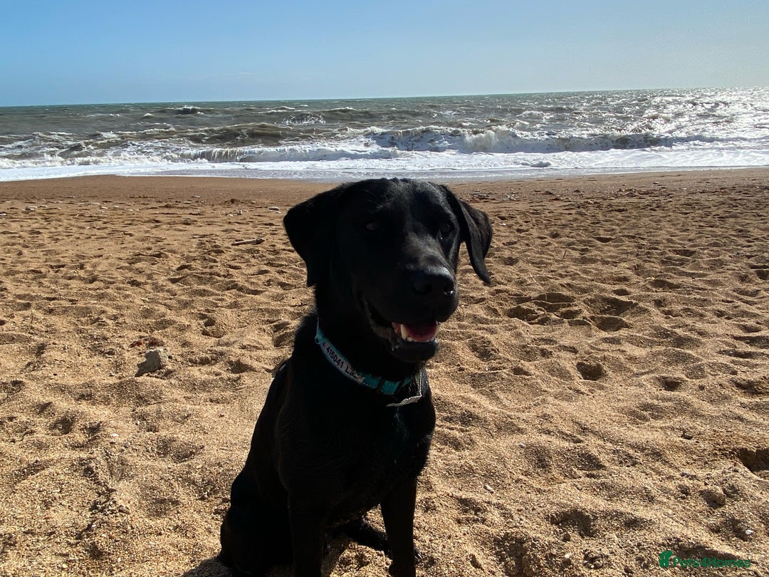 Labrador Retriever dogs for stud: Proven KC registered black field lab, for stud in Wirral - Advert 1