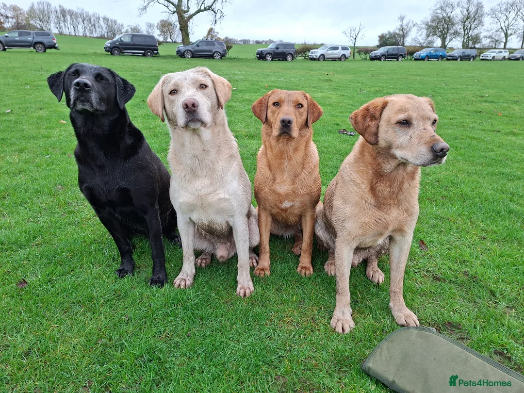 Labrador Retriever dogs for sale: Thistlerun vixen fully trained gundog  - Advert 5