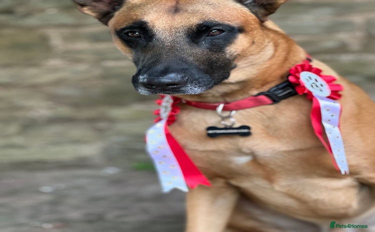 Belgian Shepherd Dog dogs Malinois Pups. Intentionally Bred as family dogs - Advert 1