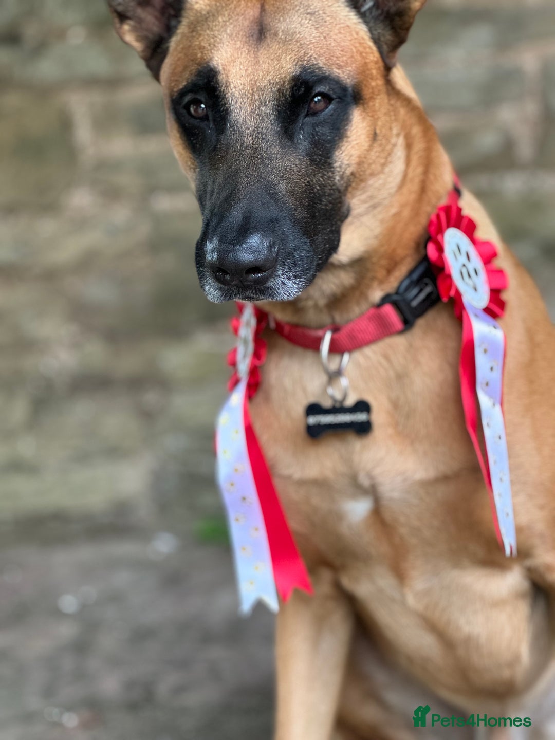 Belgian Shepherd Dog dogs for sale: Malinois Pups. Intentionally Bred as family dogs - Advert 1