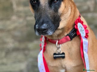 Belgian Shepherd Dog dogs Malinois Pups. Intentionally Bred as family dogs - Advert 5