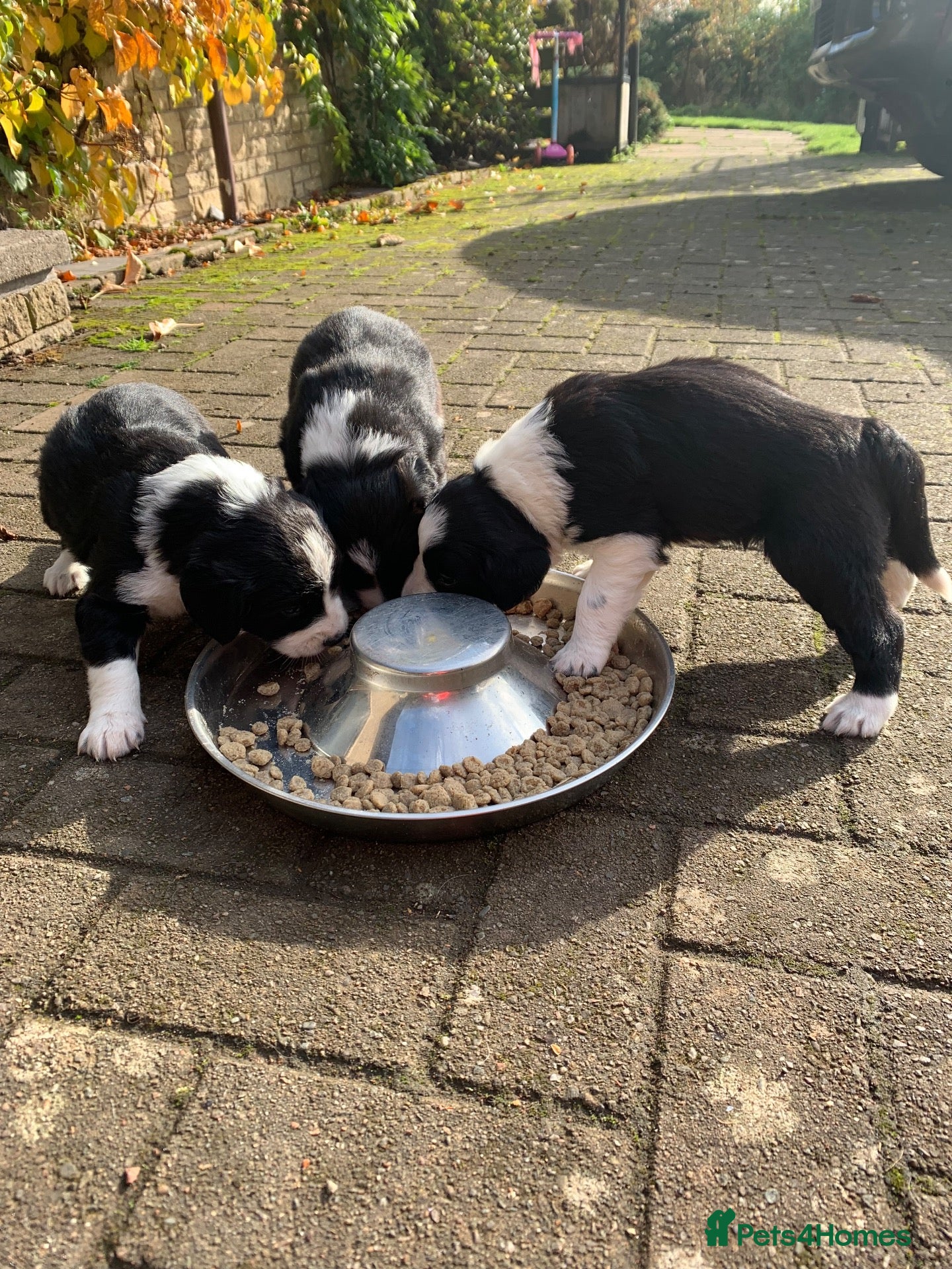 Sprollie dogs for sale: Sprollie puppies for sale in Scotland - Advert 14