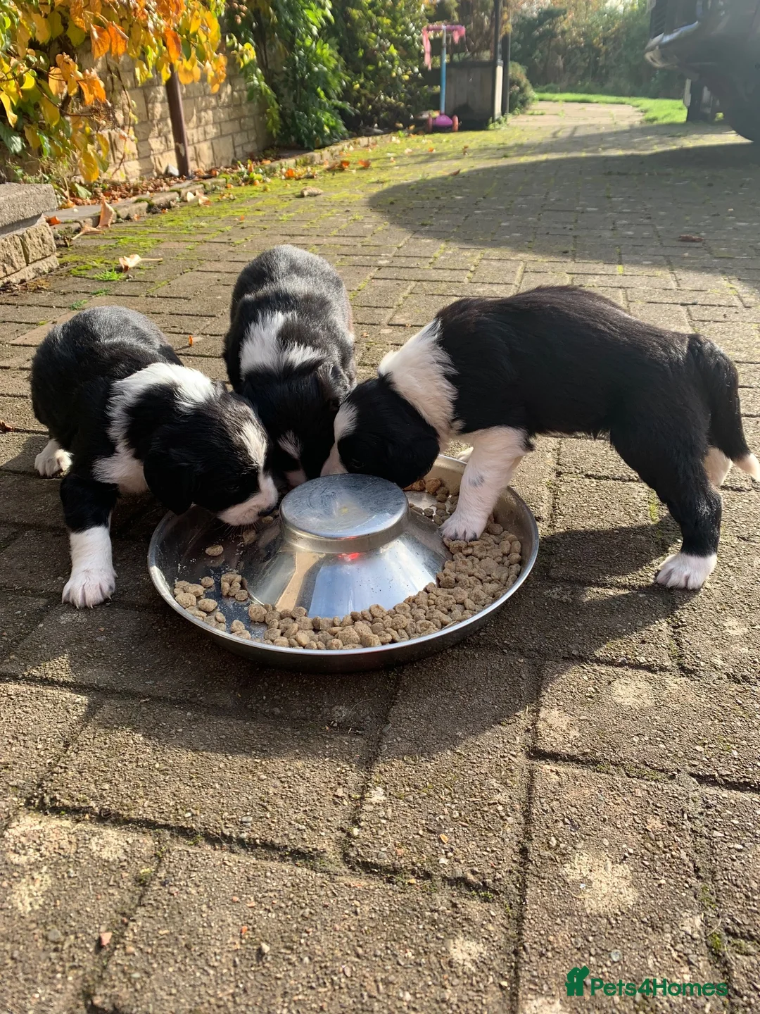 Sprollie dogs for sale: Sprollie puppies for sale in Scotland in Lanark - Advert 1