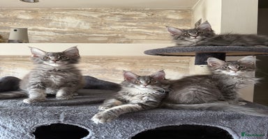 Maine Coon cats - Advert 6