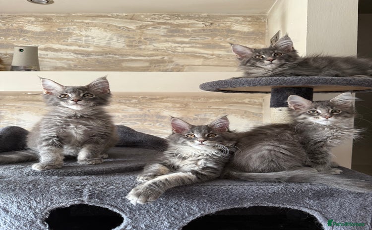 Maine Coon cats - Advert 5