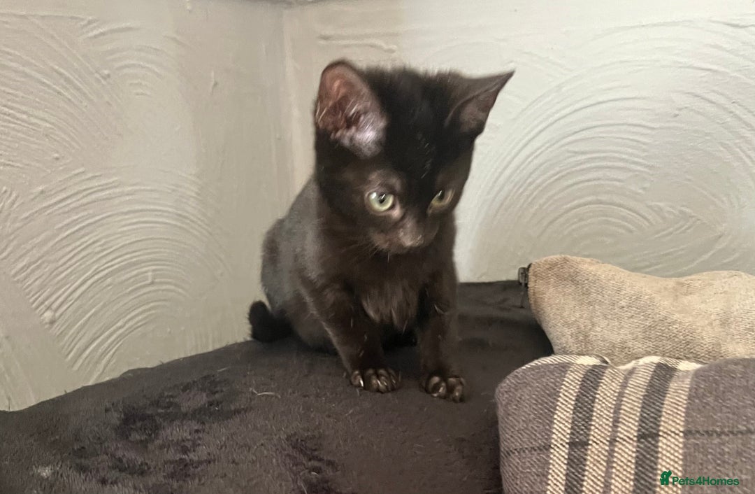 Mixed Breed cats for sale: Munchkin x British shorthair kittens - Advert 16