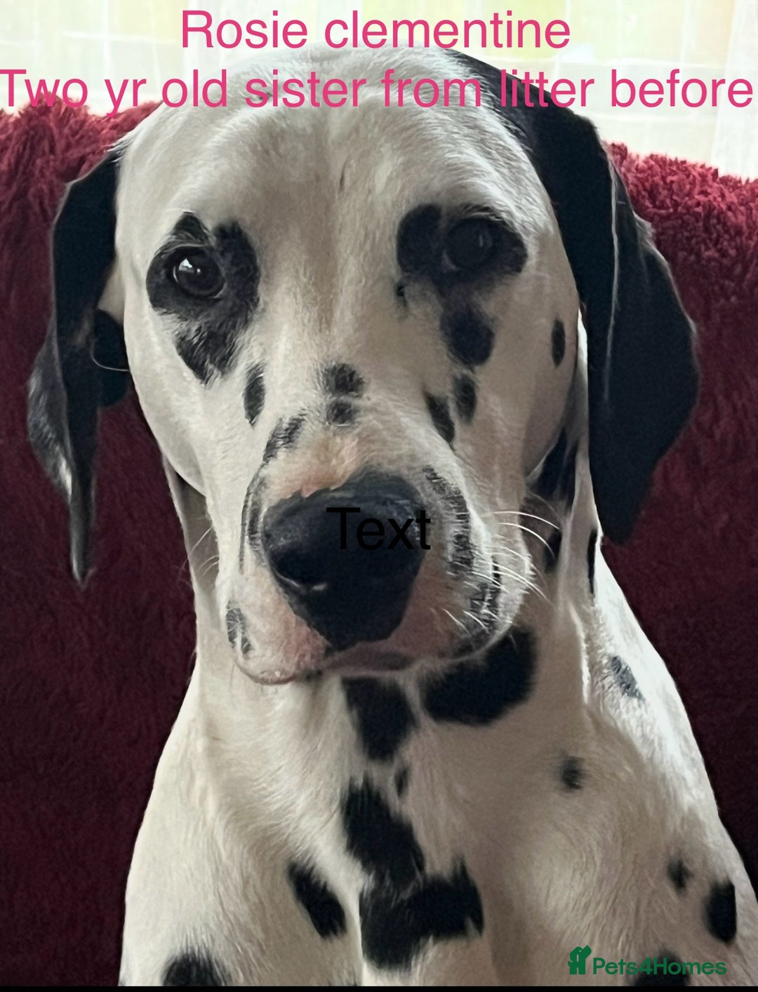 Dalmatian dogs for sale: Stunning Dalmatian puppies KC reg show winners - Image 28