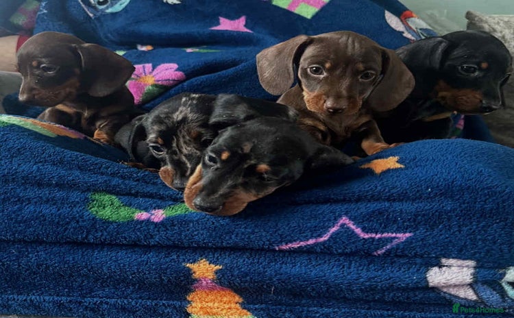 Dachshund dogs - Advert 4